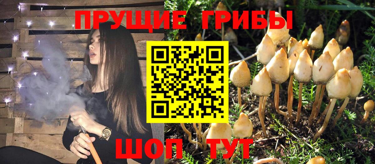 Псилоцибиновые грибы мухоморы Чернушка